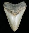 Huge Inch Megalodon Tooth #4061-1